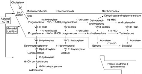 3 beta hydroxysteroid dehydrogenase.